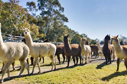 1.5-Hour Alpaca Farm Visit with Feeding in Jililby