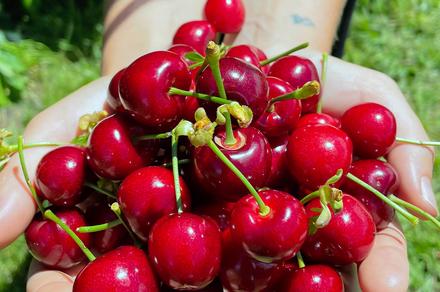 Sydney: Full-Day Juicy Cherry Picking Experience in Orange with Return Transfers