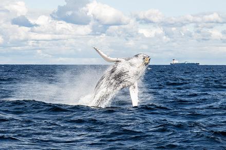 Sydney: Half-Day Weekend Whale Watching Harbour Cruise with Hot Breakfast 