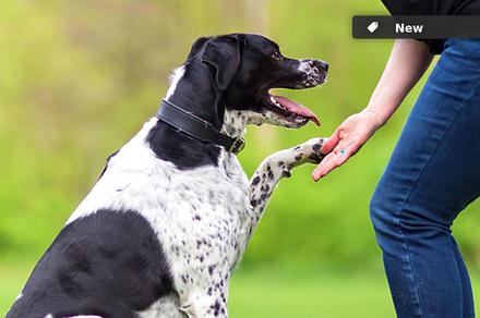 Animal First Aid or Dog Trainer Online Courses