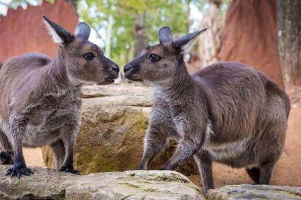 Sydney: WILD LIFE Sydney Zoo Entry with Digital Photo Pass