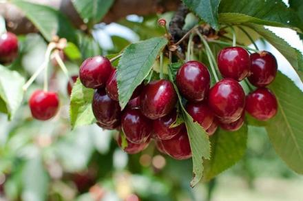 Full-Day Juicy Cherry Picking Tour in Orange