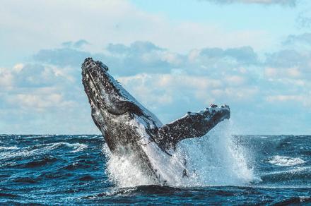 Half-Day Whale Watching Cruise with Hot Brekkie or Lunch