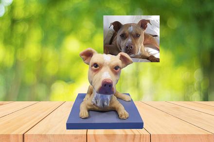 Create a Customised Bobblehead Doll for Your Pet Dog or Cat