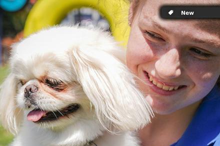 Certificate II in Animal Studies Face-to-Face and Online