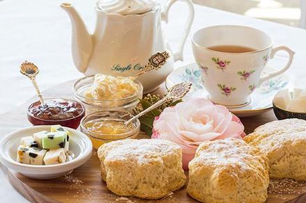 Weekday Devonshire Tea and Garden Entry at Aston Norwood Gardens