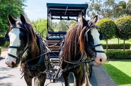 Hunter Valley: 1.5-Hour Horse-Drawn Carriage Wine Tour with Olive Tasting, and Wine Tasting with Cheese
