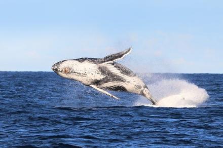 Half-Day Whale Watching Cruise with Hot Brekkie or Lunch