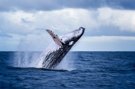 Sydney: Half-Day Whale Watching Harbour Cruise with Hot Breakfast or Buffet Lunch