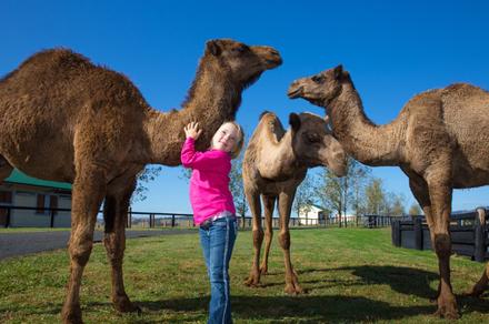Newcastle: One-Hour Tour of Camel Milk NSW Farm in Muswellbrook