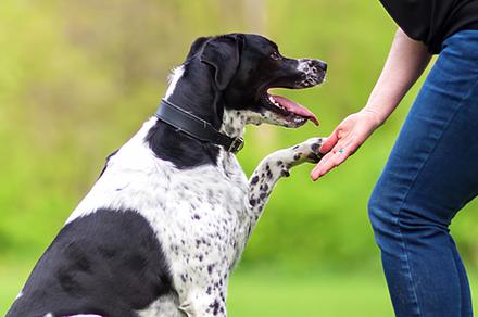 Animal First Aid or Dog Trainer Online Courses