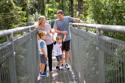 Illawarra: Explore the Rainforest Canopy on a Self-Guided 1.5km Treetop Walk
