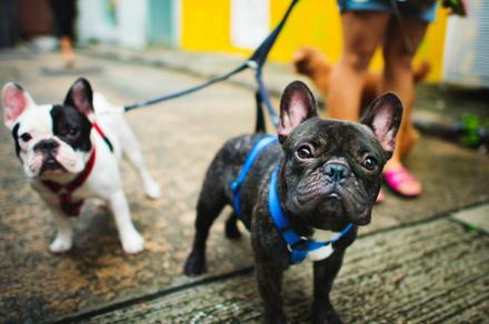 Dog Training Essentials Online Course 