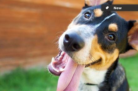 Doggy Day Care Day Visits or Boarding Options
