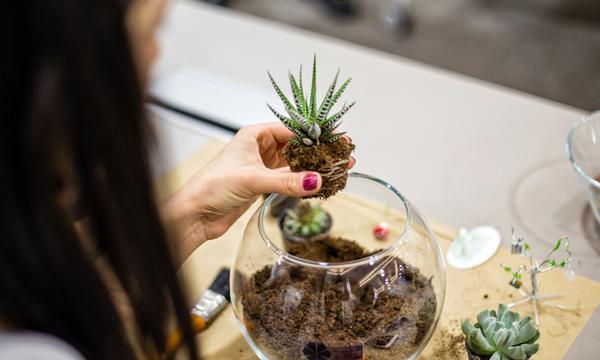 Get Zen with a Creative Indoor Mini Gardens Online Course