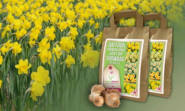 Flash Sale! Daffodil Growers Grade Showbag - Pack of 60