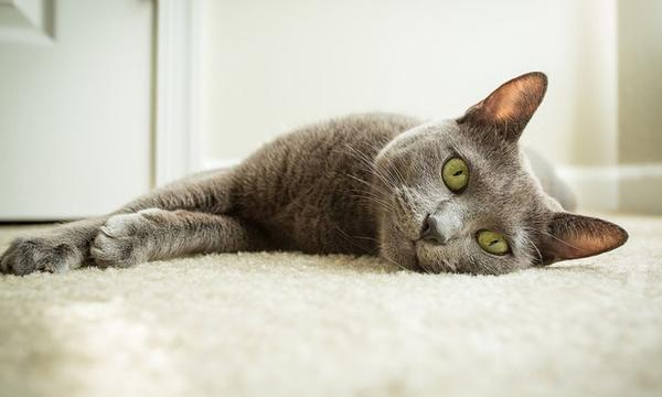 Professional Carpet Cleaning Service - Wellington or Kapiti