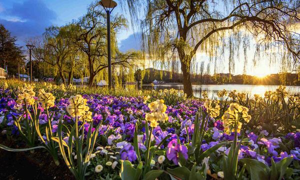 Sydney: Roundtrip Full-Day Tour to Canberra Floriade Festival with Transfers