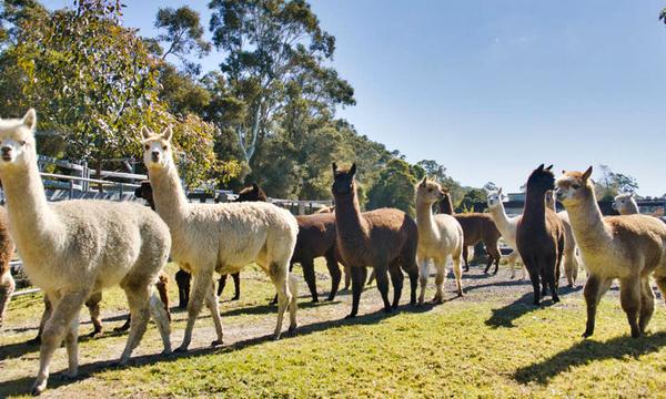 1.5-Hour Alpaca Farm Visit with Feeding in Jililby
