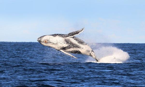 Half-Day Whale Watching Cruise with Hot Brekkie or Lunch