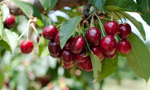 Full-Day Juicy Cherry Picking Tour in Orange