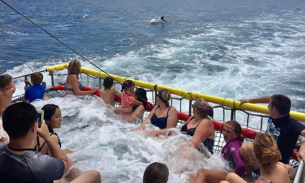 Full-Day Jervis Bay Tour - Visit Hyams Beach!