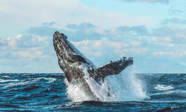 Half-Day Whale Watching Cruise with Hot Brekkie or Lunch