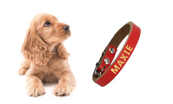 Genuine Leather Monogrammed Pet Collar - Multiple Colours!