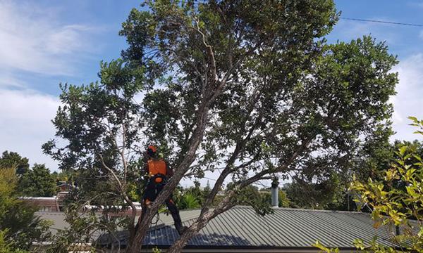 Tree Services by Three Men + Truck, Chipper and Wood Removal