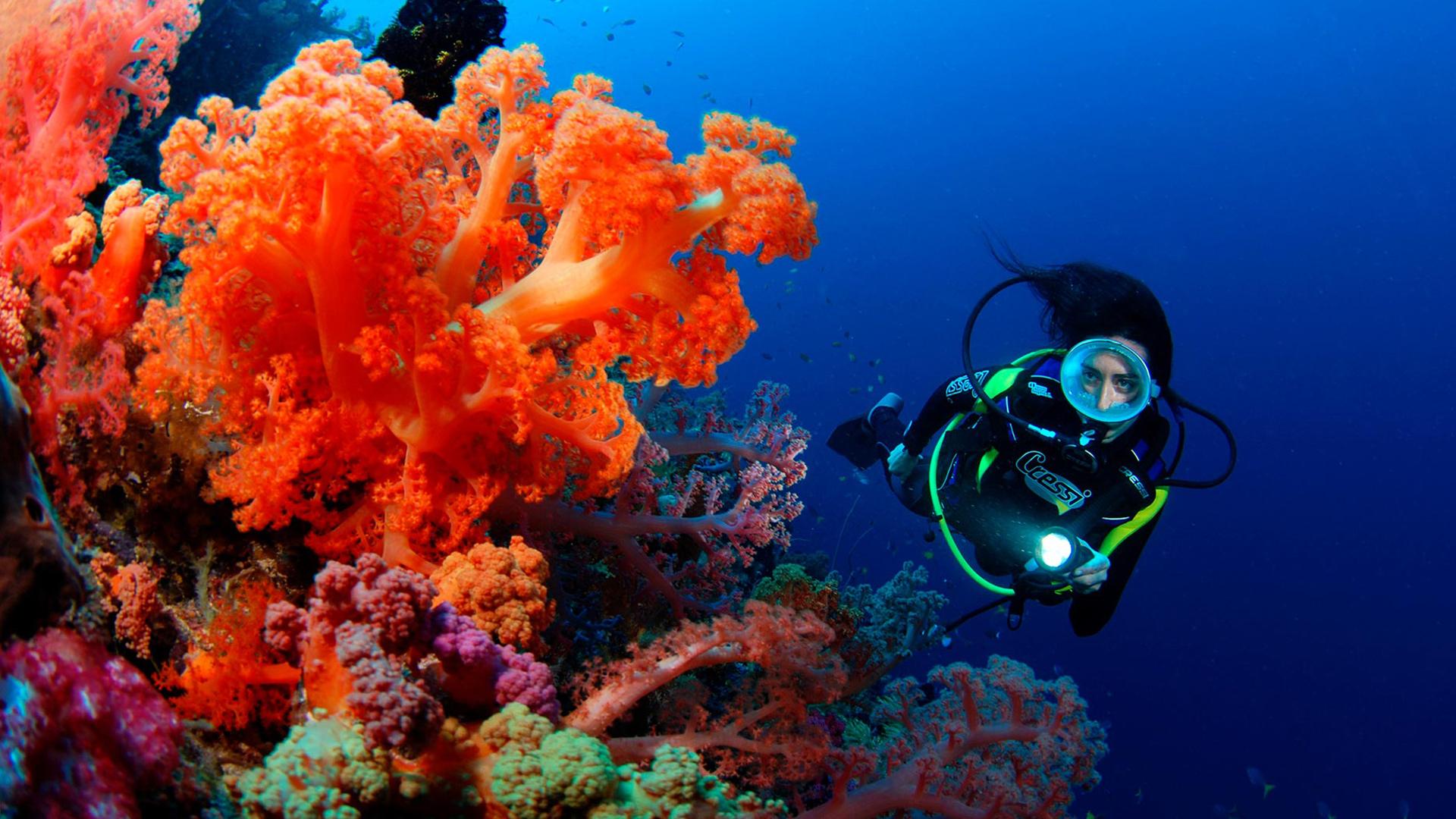 Dive Fiji: A Unique Underwater Adventure through Coral Reefs & Marine ...