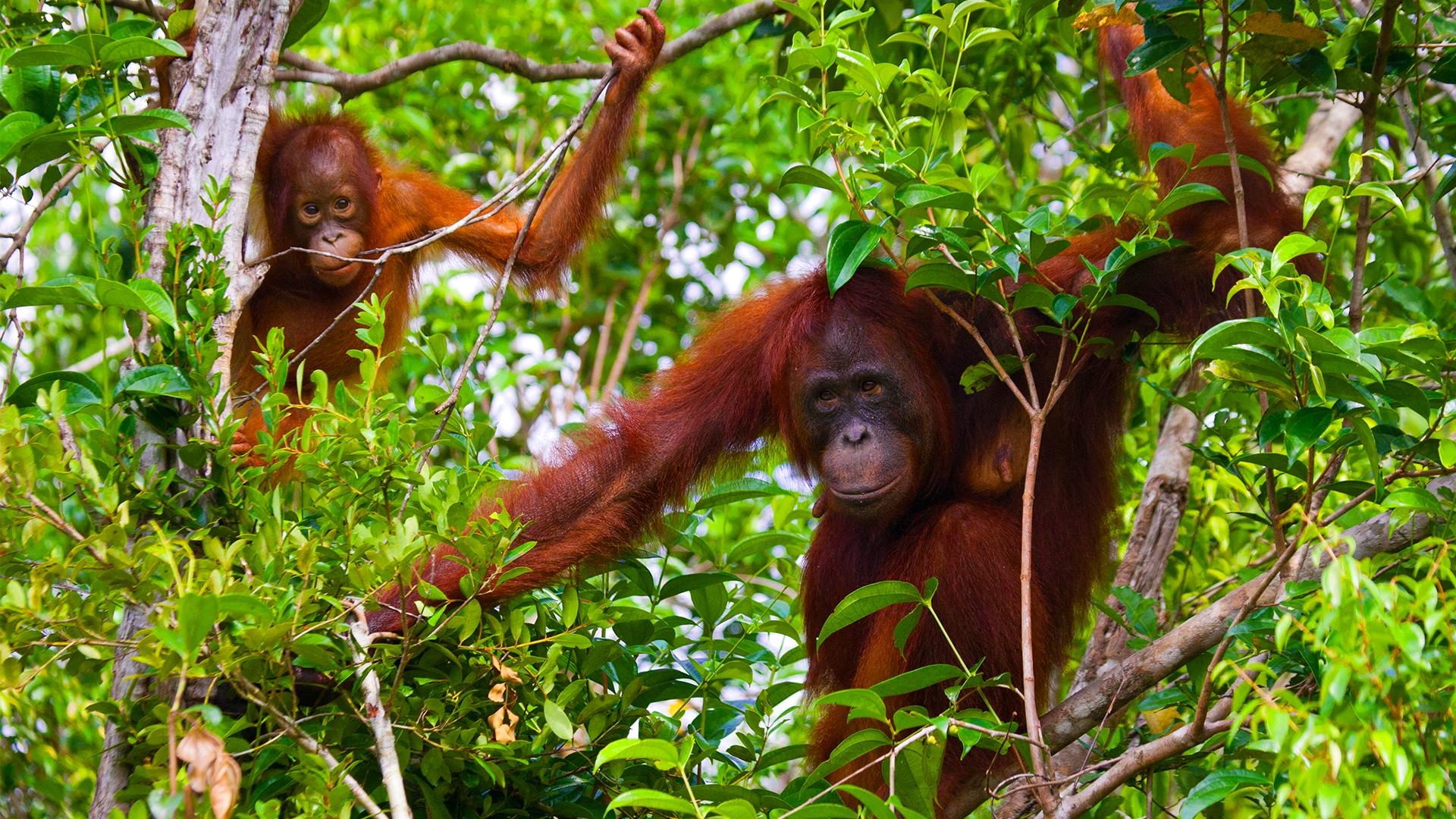 The Beauty of Borneo: Discover a Nature-Lover's Paradise, Borneo