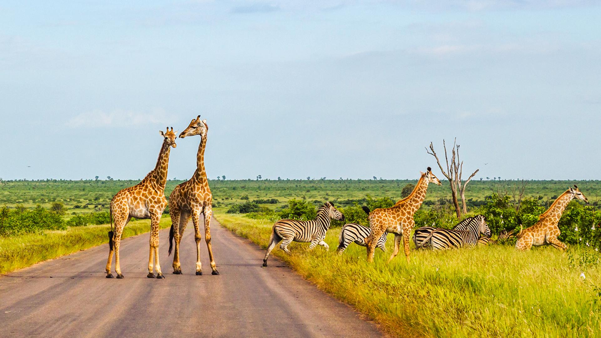 Kruger National Park To Cape Town A Tour Of South Africa South Africa