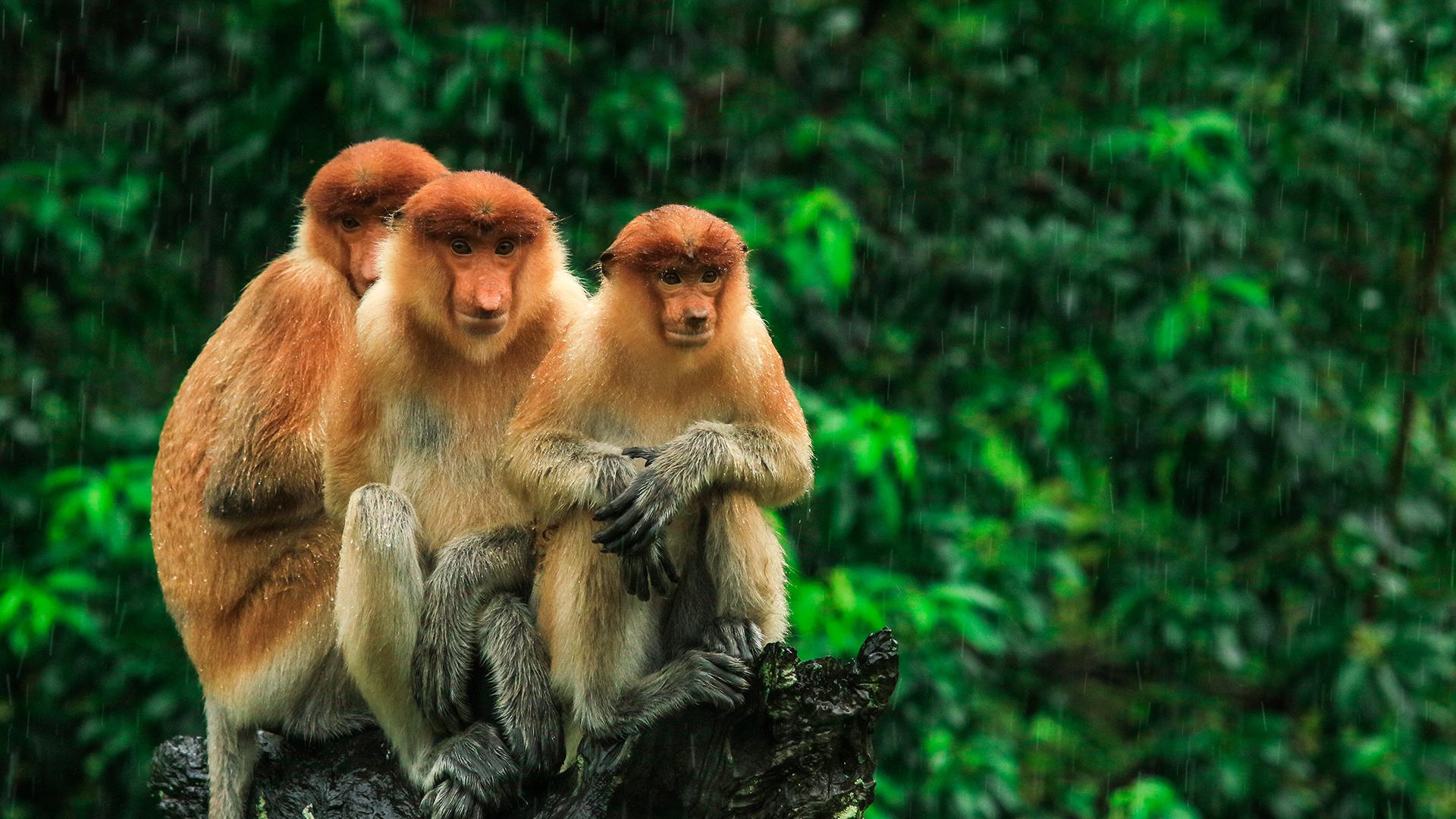 Unforgettable 9 Day Wildlife Tour Of Borneo With Return - 