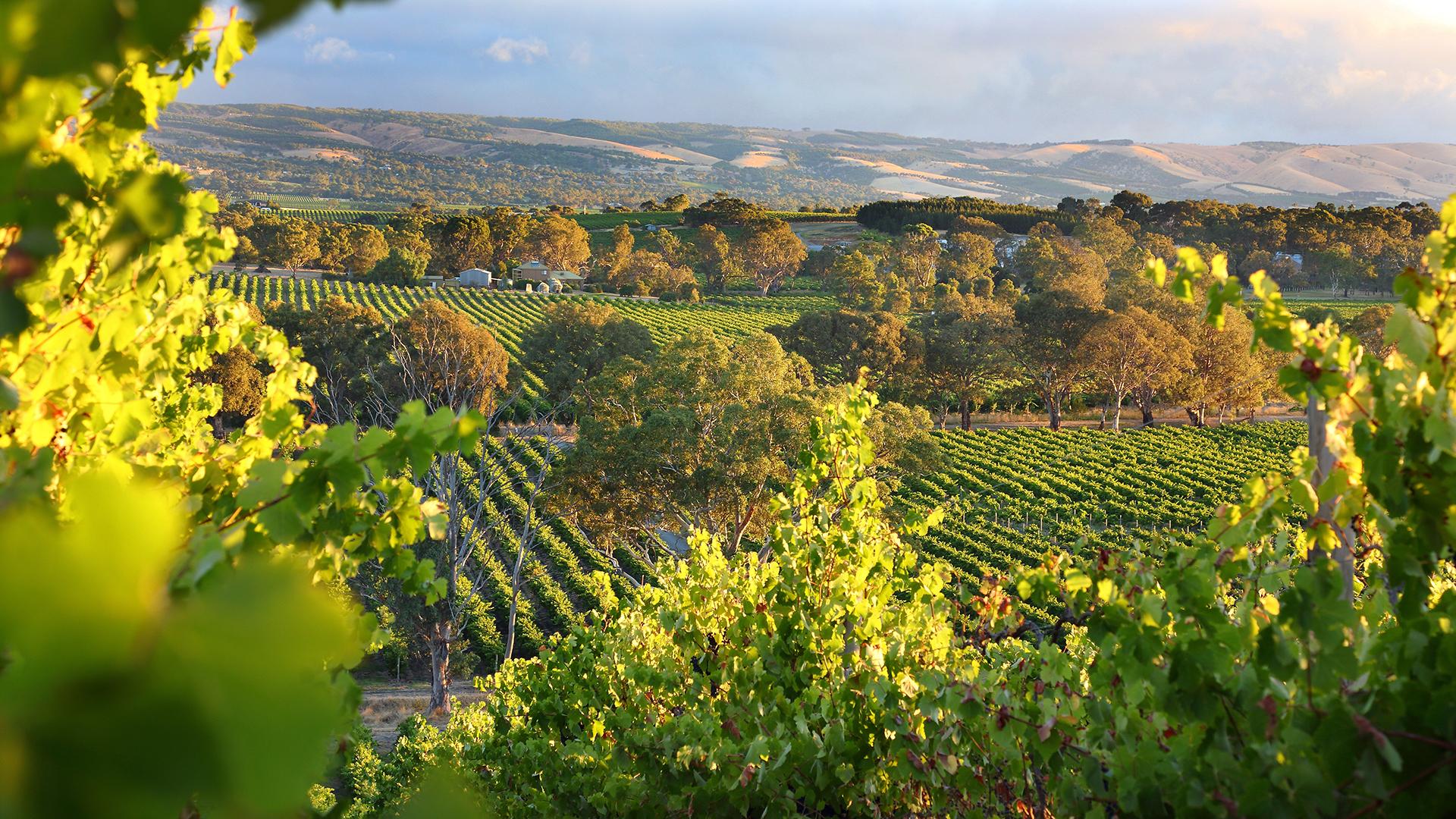 Romantic Getaway in the McLaren Vale Wine Region, McLaren Vale, SA