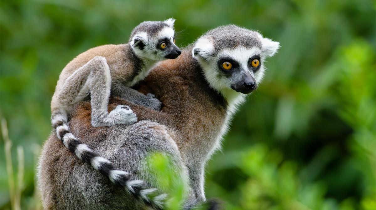 Madagascar 2024 Small-Group Eco-Tour with Rare Wildlife Viewing, National Parks & Unique Cultural Experiences