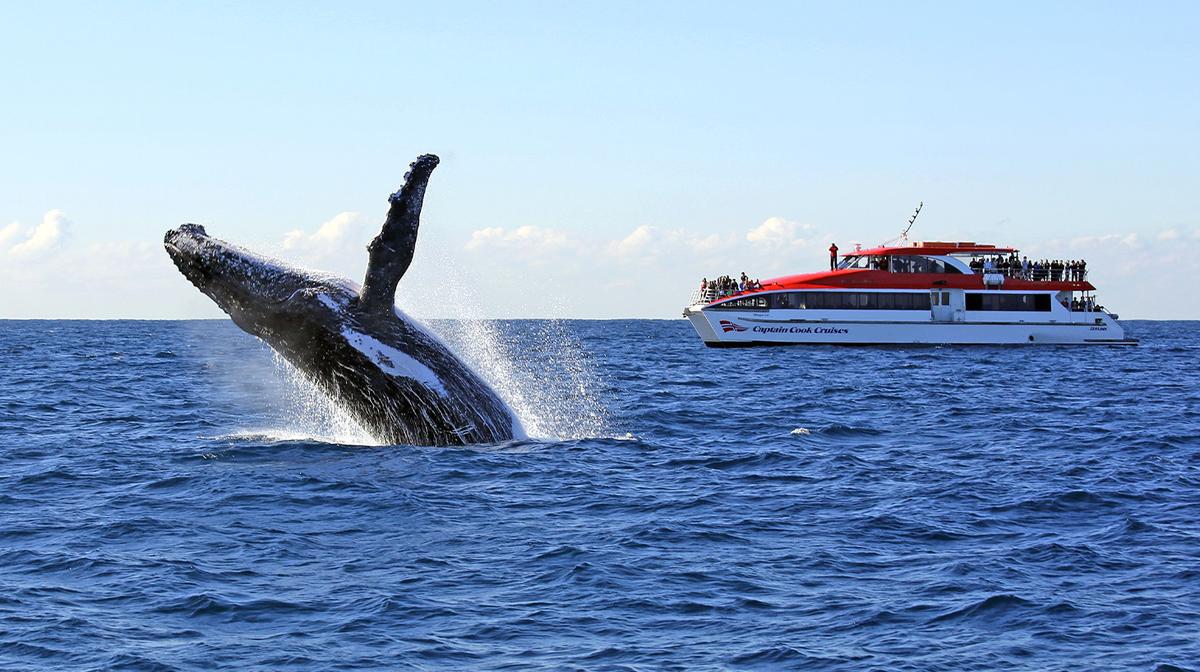 Sydney: Whale Watching Morning Cruise with Whale Sighting Guarantee