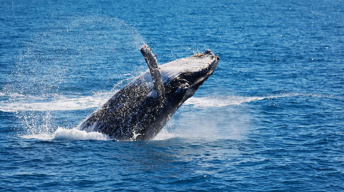 2.5-Hour Whale Watching Catamaran Cruise with Morning Tea, Commentary & Guaranteed Sightings