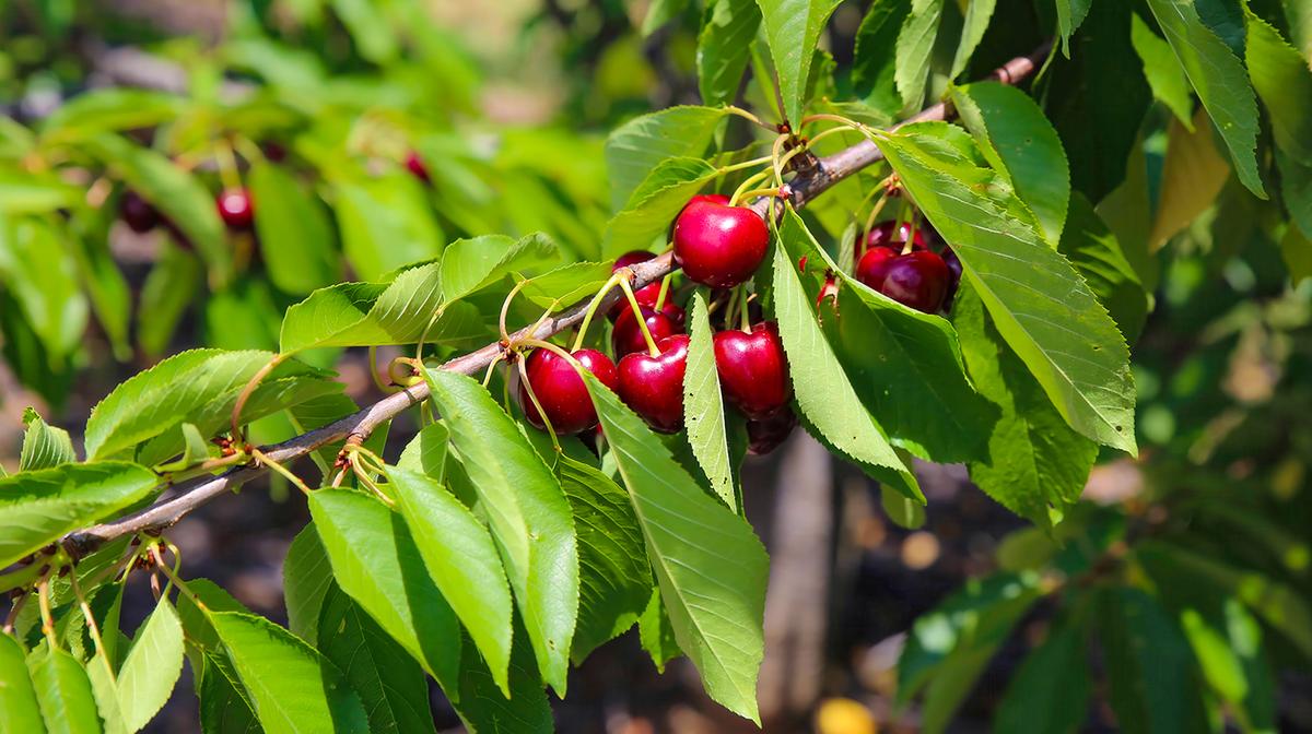 Sydney: Full-Day Cherry Picking Experience in Orange with Scenic Return Transfers