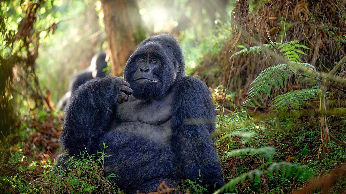 Limited Availability: Rwanda Tour with Mountain Gorilla & Golden Monkey Trekking Permits, Handpicked Stays & Akagera Safari