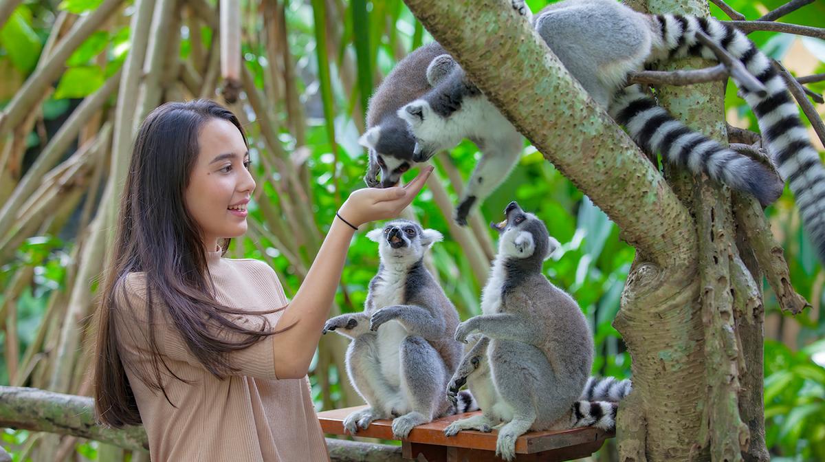 Half-Day Bali Zoo Explorer Pass with Lunch & Return Transfers