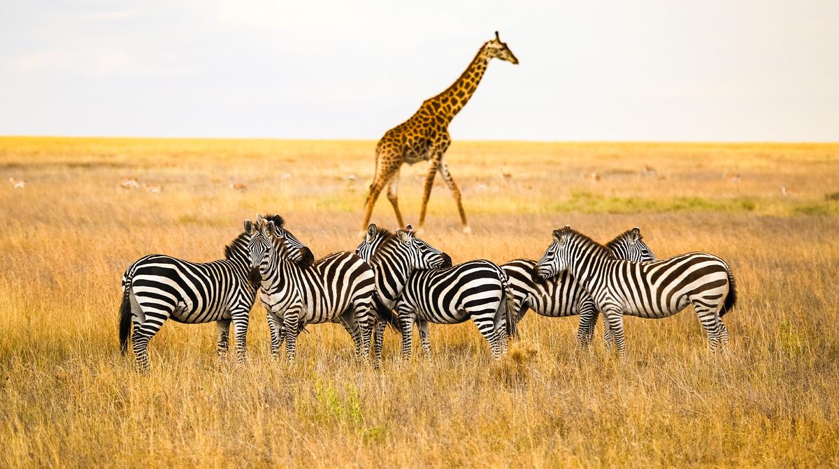 Tanzania Luxe Safari Tour with Wellworth Lodge Stays, Daily Big Five Game Drives, Central Serengeti & Ngorongoro Crater