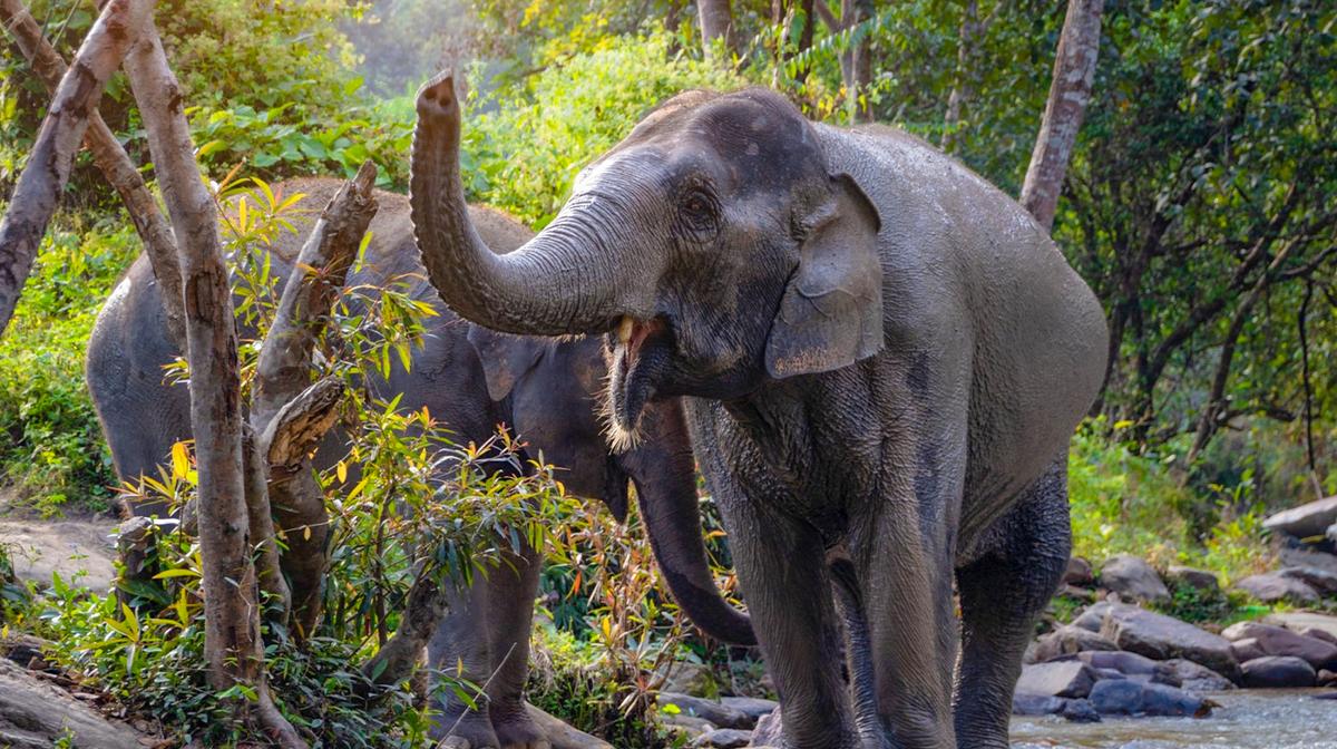 Koh Samui: Unique Encounter on an Elephant Jungle Sanctuary Half-Day Experience with Hotel Transfers