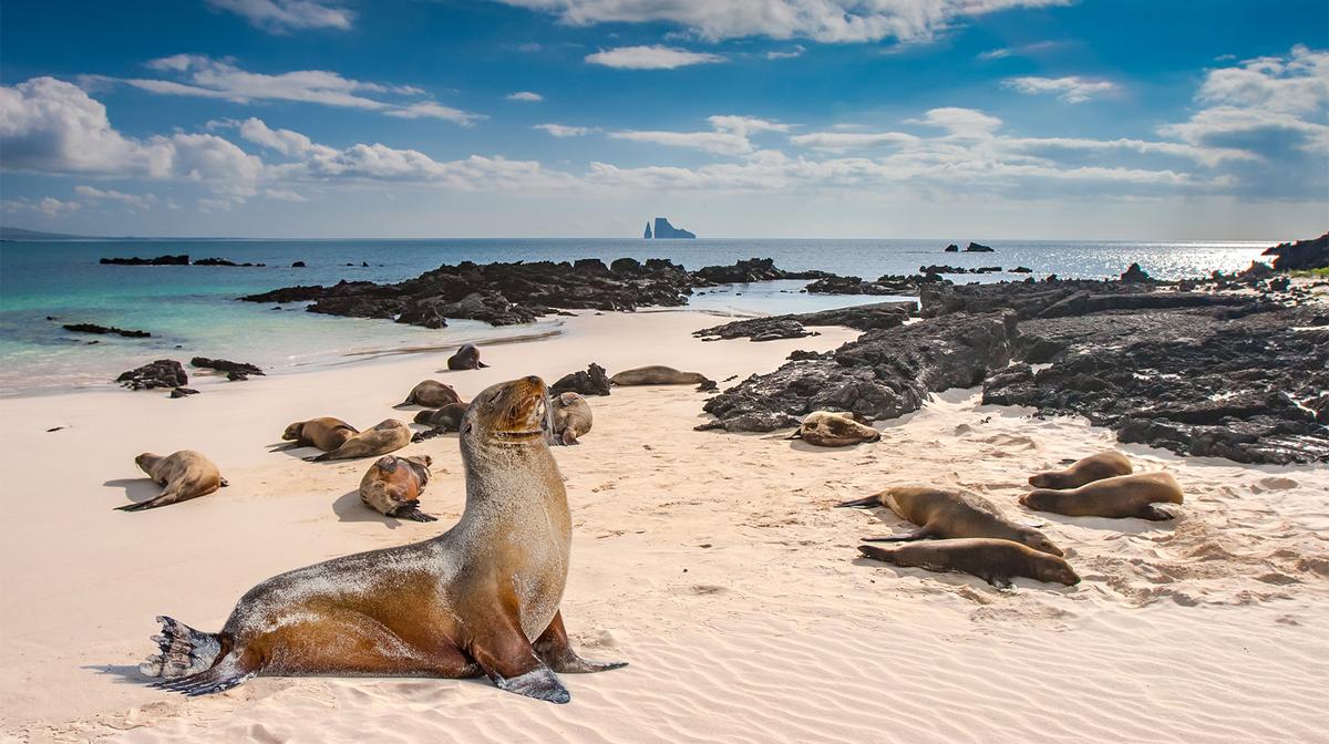 Ecuador & Galapagos Islands Small-Group Island-Hopping Tour with Expert Naturalists, Handpicked Accommodation & Internal Flights