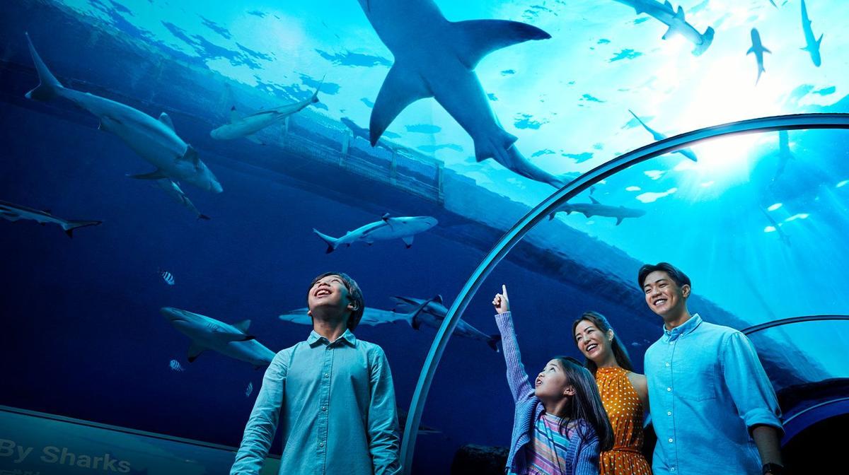 Singapore: Explore the Wonders of the Ocean with Two-For-One Entry Tickets to S.E.A. Aquarium