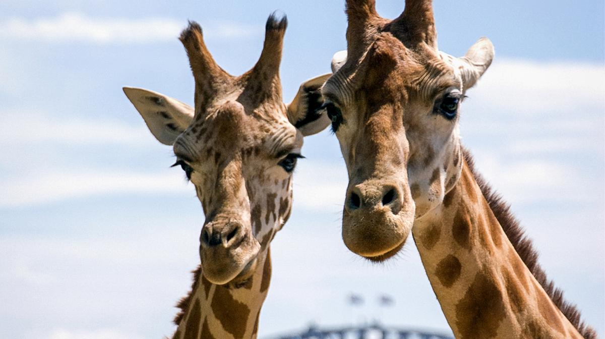 Full-Day Hop-On Hop-Off Official Sydney Harbour Explorer Ferry Pass with Taronga Zoo Admission