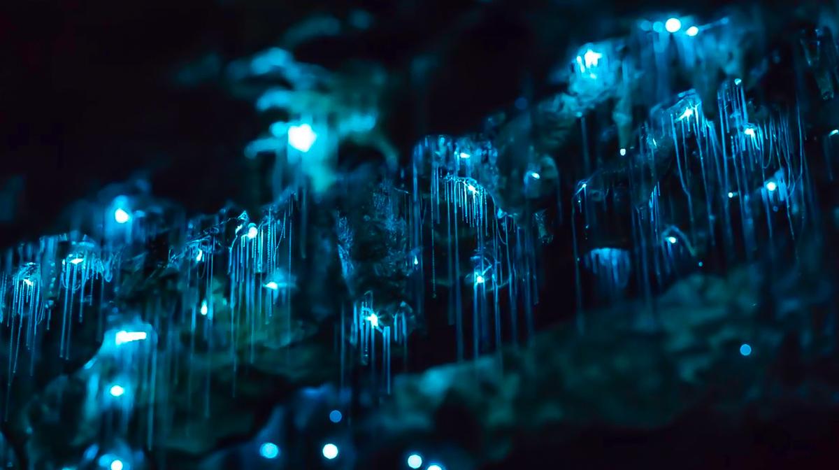 Sydney: Five-Hour Blue Mountains Night Adventure with Guided Glow Worms Tour & Wildlife Spotlighting 