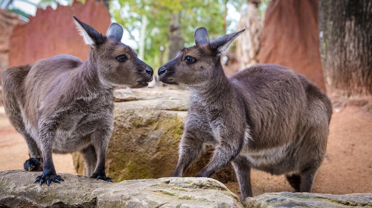 Sydney: WILD LIFE Sydney Zoo Entry with Digital Photo Pass