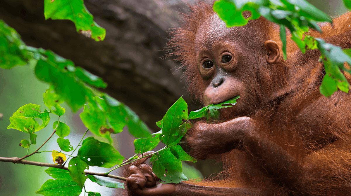 Borneo & Malaysia: 9-Day Luxury Tour with Orangutan Centre Visit, Shangri-La Stays & Penang & Ipoh Extension Available