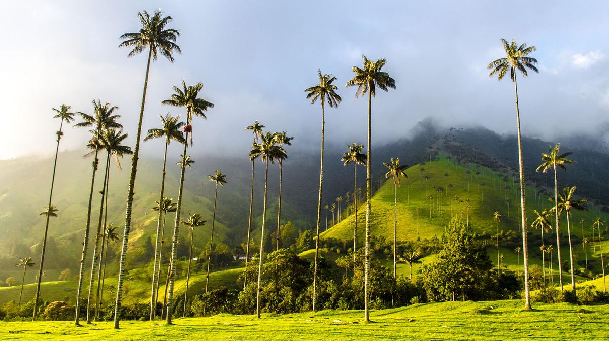 Colombia Highlights Tour with Coffee Plantation Tasting, Cartagena Street Food Tour & Internal Flights