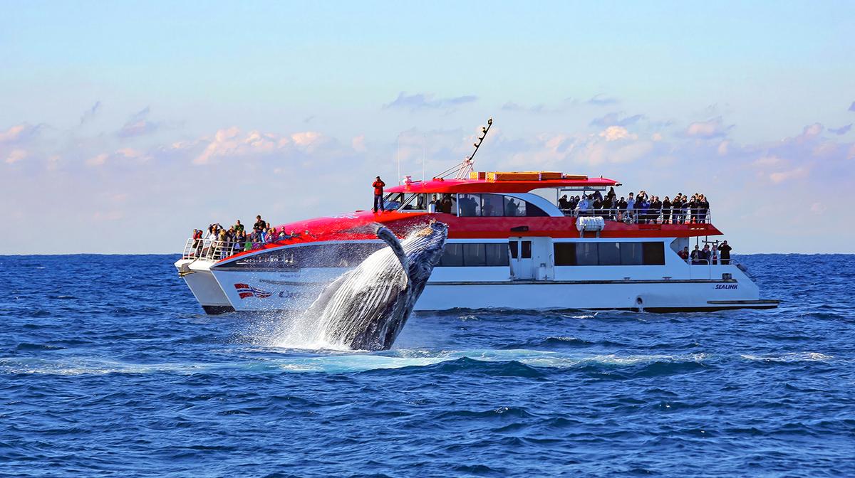 Sydney: Whale Watching Afternoon Cruise with Whale Sighting Guarantee